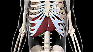 Anatomía del hígado humano [upl. by Lorilyn]