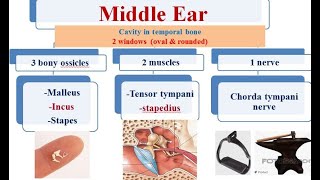 1 external ear  middle ear and clinical case [upl. by Snevets]