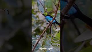 Paradise Tanager Tangara chilensis Burung Yang Bikin Orang Binggung Bedain Jantan Dan Betina [upl. by Aneerhs]