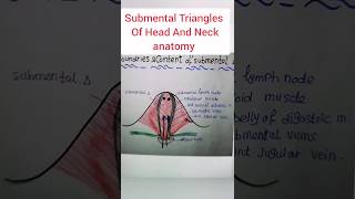 Triangle of Neck submentaltriangle anatomynotes MedicalStuffSHF07 [upl. by Marquet681]