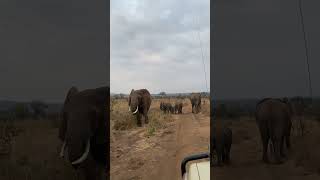 Elephants in Tanzania [upl. by Tuorah]