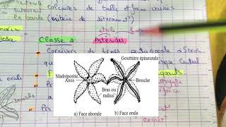 Tp zoologie L2 SNV  les Echinodermes [upl. by Martguerita]