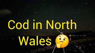 Cod fishing in north wales the start of 2024 winter  seafishing  cod fishing  bait fishing 🎣 [upl. by Rexana]