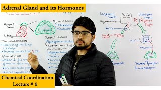 Adrenal Gland structure and function [upl. by Brookner997]