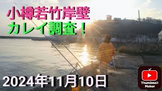 小樽若竹岸壁 カレイ調査！ 2024年11月10日 [upl. by Ycul678]