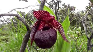 Cypripedium tibeticum a highly variable slipper orchid of western China [upl. by Enomas]