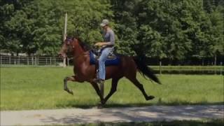 Singlefooting Stallion Rowdy Rawhides Road Hazard [upl. by Geiss346]