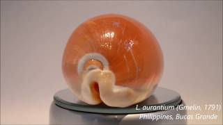 Lyncina aurantium Gmelin 1791 Golden cowrie 黃金寶螺  Cypraeidae HD video 1080p 360º [upl. by Vizzone311]