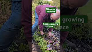 Garden maintenance undercut the heuchera creating growth space garden me gardentips gardencare [upl. by Anadal]