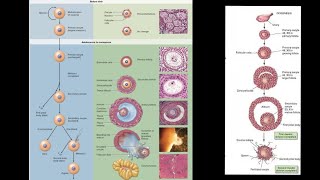 General Embryology  Oogenesis  NDVSU  1st Year ANATOMY Lecture [upl. by Emmanuel366]