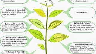 las faltas de nutrientes en nuestra plantas el buen consejo acuarista [upl. by Spillar]