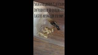 Parasite queen Lasius Claviger introduced to queenless Lasius neoniger colony [upl. by Daahsar]