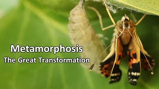 Metamorphosis  The Great Transformation [upl. by Evie]