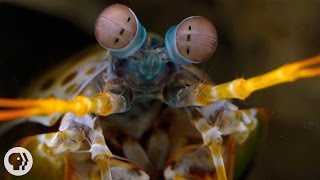 The SnailSmashing FishSpearing EyePopping Mantis Shrimp  Deep Look [upl. by Ingvar730]