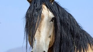 Wild Mustangs PBS Documentary Untamed Legacy [upl. by Favien706]