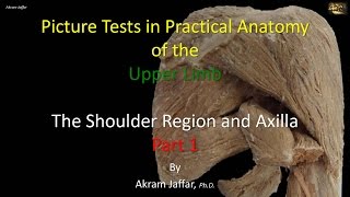 Picture tests in upper limb anatomy shoulder region and axilla 1 [upl. by Mcallister873]