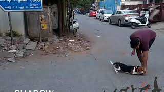 Beagle Dog Training in Chennai [upl. by Aivatal]