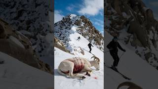 Kind Skier Rescues Seriously Injured Horned Sheep [upl. by Eelra]