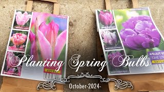 Planting 450 spring blooming bulbs Tulips and Daffodils RepleteApricot WhirlOctober 2024Zone 7b [upl. by Isied]