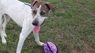 Bronson for adoption from Kingaroy RSPCA FB [upl. by Anaylil626]