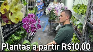 Plantas a partir R1000 no Garden [upl. by Mountfort171]