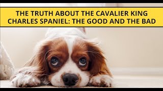 The Truth About the Cavalier King Charles Spaniel The Good And The Bad [upl. by Dranoc640]