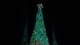 Amazing Christmas tree lighting 🎄 fypシ゚viral shortsfeed christmas treelighting leesburgva [upl. by Vaden794]