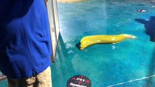 Moray Eel Escapes From Aquarium [upl. by Platto]