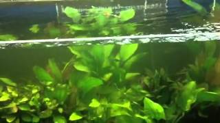 Information on keeping sword plants in an aquarium [upl. by Eshman]