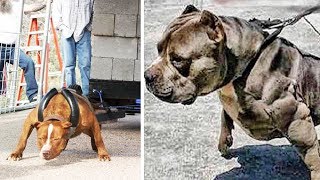 THE STRONGEST DOG BREEDS In The World [upl. by Llenehc]