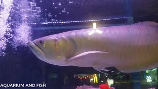 Silver Arowana Super Big  Osteoglossum Bicirrhosum [upl. by Sethi]