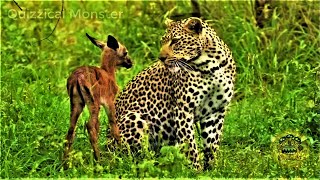 Leopard Saves Baby Deer  Leopard and Impala Baby  Leopard Adopts Baby Deer [upl. by Giustina234]