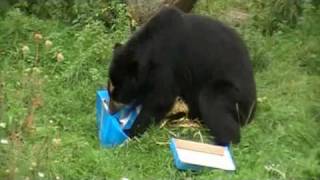 Chester Zoo  Spectacled Bear opening presents [upl. by Gregor]