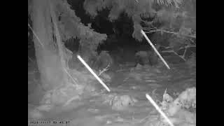 Japanese Serow Marking the Territory at Snowy Midnight in Early Winter [upl. by Beard]