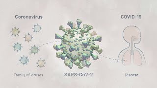 Biology of SARSCoV2 Infection  HHMI BioInteractive Video [upl. by Eglanteen]