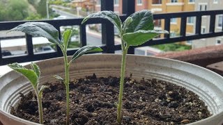 Growing Loquat Trees from Seeds Days 4957 [upl. by Harraf]