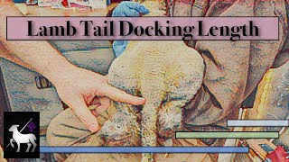 Lamb Tail Docking  Short and Long Length [upl. by Siskind183]