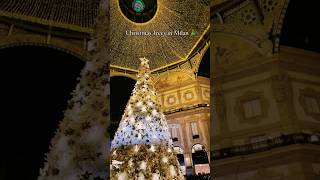 Christmas Trees in Milan christmas christmastree christmasdecor milan christmasdecorations [upl. by Latty]