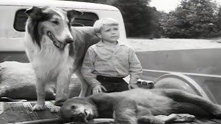 Lassie  The Archers  Full Episodes  Kids Cartoon  Videos For Kids  Old Cartoon [upl. by Thurber16]