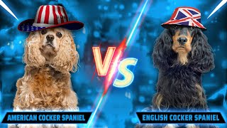 English vs American Cocker Spaniel  Which is the Best for You 🇬🇧 vs 🇺🇲 [upl. by Oznole]