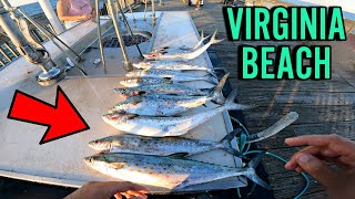 NONSTOP SPANISH MACKEREL BITE MACKEREL BLITZ on THE GOTCHA PLUGS VIRGINIA BEACH PIER FISHING [upl. by Colbye4]