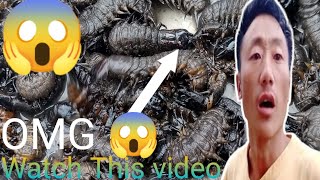 Catch The Dobsonfly Worms🐛 [upl. by Ymot]