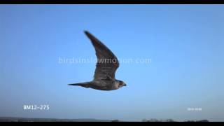 Peregrine Falcon Slow Motion In Flight shot on Phantom HD Gold  3 Shots [upl. by Arraik]