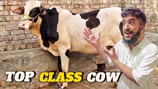 No1 Cow In Gadab  Sher Khan Ne Kya Janwar Pala Hai Yar Top Class [upl. by Ole551]