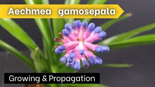 How to Grow Aechmea gamosepala Matchstick Bromeliad [upl. by Delinda]