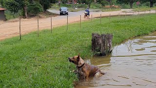 CACHORRO BURRILER  NADANDO NA LAGOA  COLUNA MG [upl. by Beverley]