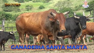 TOROS DE LA GANADERIA SANTA MARTA SAN PEDRO 2025 [upl. by Schram]