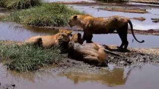 Serengeti Lions attack a herd of Topis [upl. by Merrily]