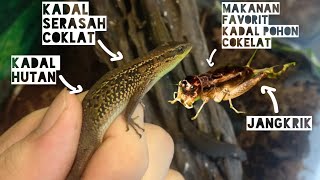 Cara Memberi Makan Kadal Pohon Coklat dengan Jangkrik  kadal Rough Scaled Skink [upl. by Sanfourd]