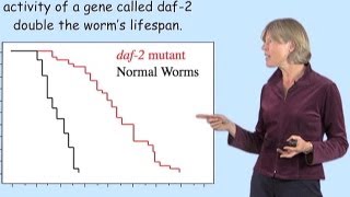 Cynthia Kenyon UCSF A Genetic Control Circuit for Aging [upl. by Lerim]